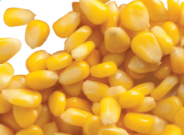 Corn kernels